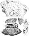 Polacanthus fossils