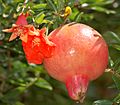 Pomegranate flower and fruit