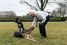 President Joe Biden greeting Major and Champ, 25 January 2021