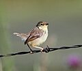 Prinia Drakensberg 2011 12 13 07 34 29 7260