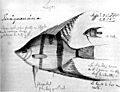 Pterophyllum