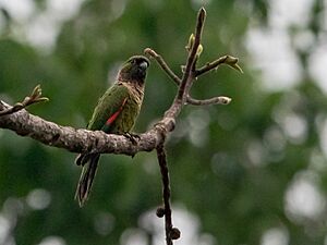 Pyrrhura rupicola Black-capped Parakeet; Ramal do Noca, Rio Branco, Acre, Brazil.jpg