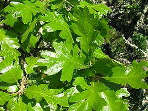 Quercus garryana 1 (brewbooks).jpg