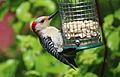 Red-bellied Woodpecker with peanut halves