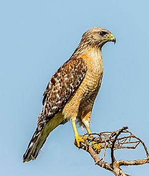 Red-shouldered hawk Facts for Kids