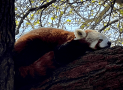 Red Panda sleeping in tree