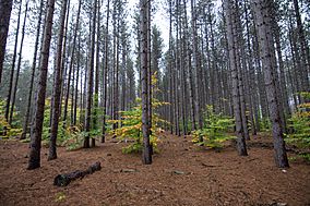Red Pines in the Manistee National Forest.jpg