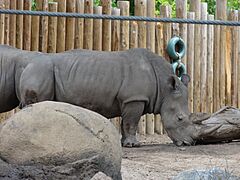 Rhinoceros, Hogle Zoo, Jul 09