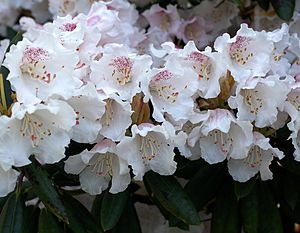 Rhododendron wardii var puralbum