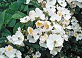 Rosa-multiflora2