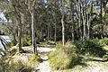 Royal National Park NSW 2233, Australia - panoramio (23)
