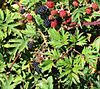 Rubus laciniatus.jpg