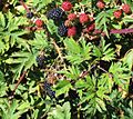 Rubus laciniatus