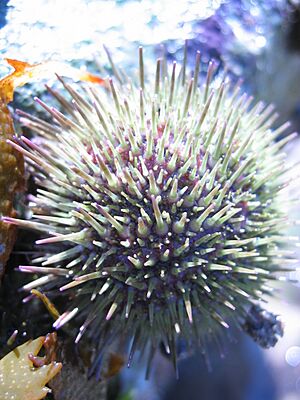 SeaUrchin