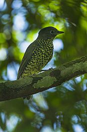 Shrike-like Cotinga fem - Regua - Brazil S4E1690 (16647938248).jpg