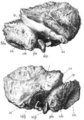 Sinanthropus Skull III