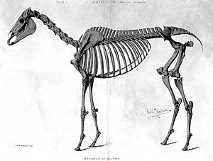 Skeleton of Eclipse (a horse). Wellcome L0000443