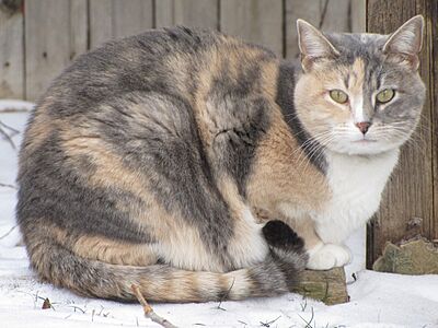 Smudge 9472 (8467111276)