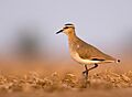 SociablePlover