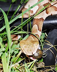 Southern copperhead02