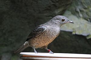 Spangled cotinga - female.jpg