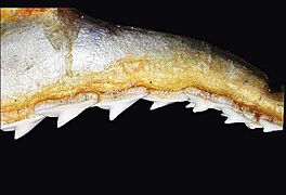 Sphyrna tiburo upper teeth