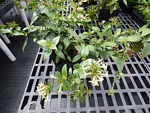Starr-150518-0845-Kadua cordata-flowering habit in pots-Olinda Rare Plant Nursery-Maui.jpg