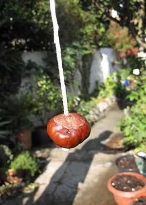 Strung conker