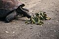 Taronga zoo, Sydney, Australia (198883578)