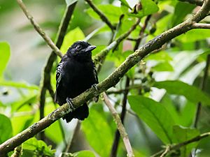 Thamnophilus cryptoleucus - Castelnau's Antshrike (cropped).jpg