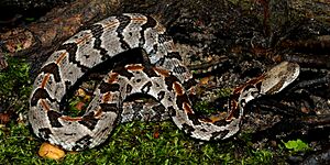 Timber Rattlesnake (Crotalus horridus), Colorado Co., TX, 2016
