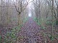 Track through the woods... - geograph.org.uk - 296252