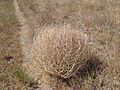Tumbleweed 038