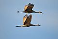 Two sandhill cranes over Montezuma National Wildlife Refuge