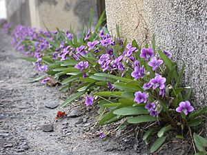 Viola mandshurica roadside