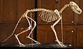 Vulpes vulpes skeleton