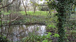 Wandle Valley Wetland 2
