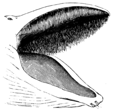 Whale Mouth Mivart