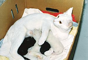 White Cat Nursing Four Kittens HQ