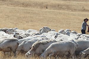 A flock of Australian White Sheep in Mudgegonga, Victoria, Australia