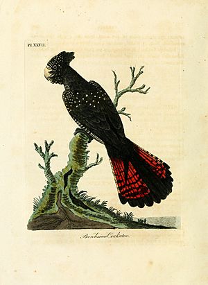 A general history of birds (Pl. XXVII) (8967632085)