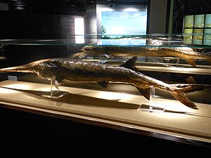A specimen of Psephurus gladius, Museum of Hydrobiological Sciences, Wuhan Institute of Hydrobiology (1)