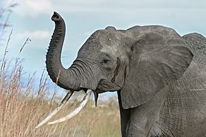 African elephant warning raised trunk