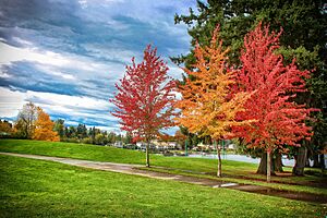Again Gorgeous Fall - Lake Meridian Kent WA - panoramio