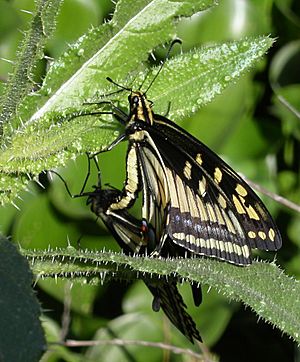 Anise swallowtails mating