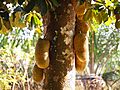 Artocarpus integer Fruit and Tree