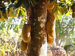 Artocarpus integer Fruit and Tree