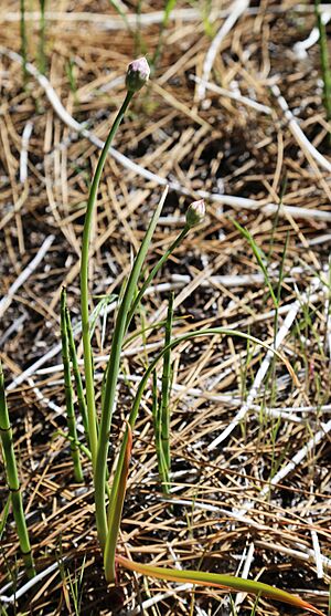Aspen onion Allium bisceptrum buds leaves