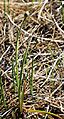 Aspen onion Allium bisceptrum buds leaves