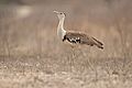 Australian Bustard 2 - Mt Carbine